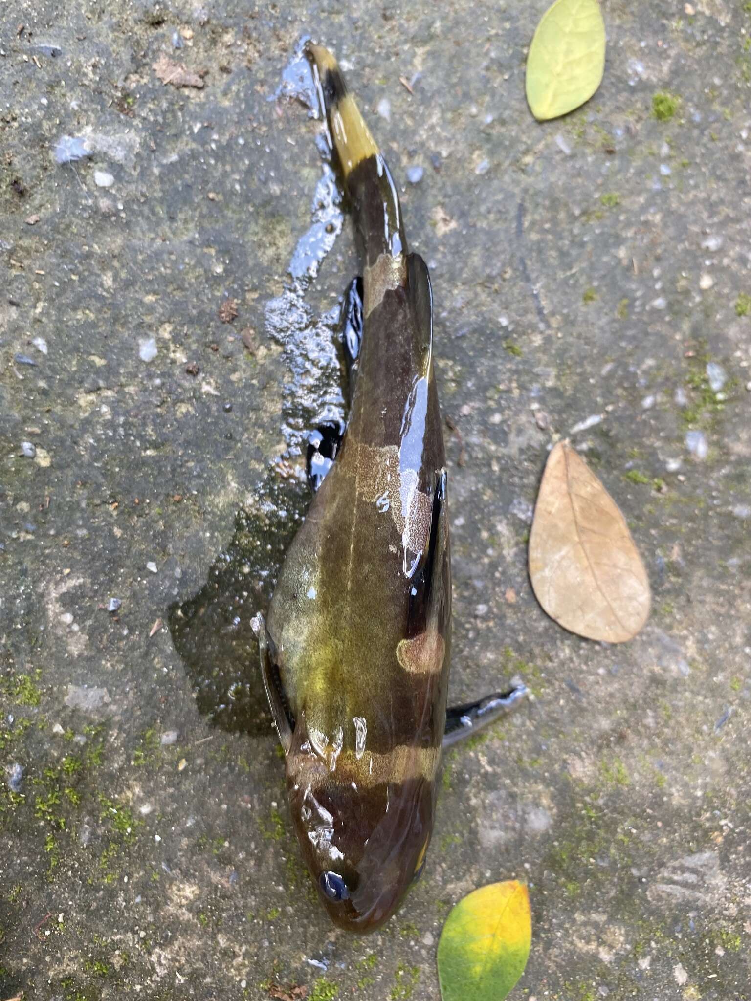 Image of Asian bumblebee catfish