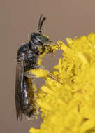 Pseudopanurgus andrenoides (Smith 1853) resmi