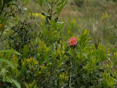 Image of Mutisia coccinea A. St. Hil.