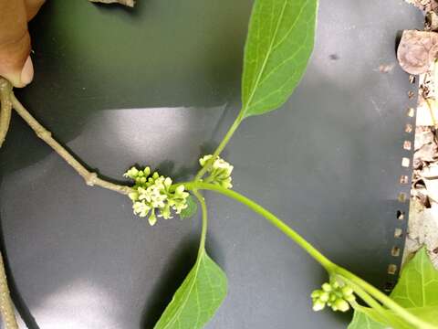 Image of <i>Marsdenia gualanensis</i>