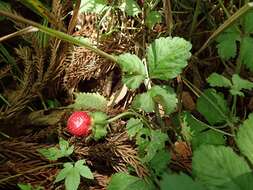 Image of Potentilla wallichiana Ser.