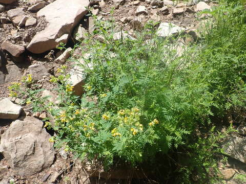 صورة Polemonium foliosissimum var. flavum (Greene) Anway