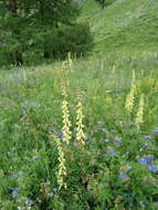 Imagem de Aconitum barbatum Pers.