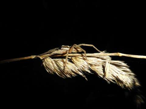 Image of Dolomedes minor L. Koch 1876