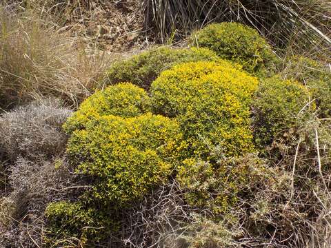 Imagem de Anthyllis hystrix (Barcelo) Cardona et al.