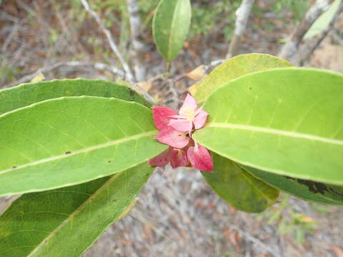 Image of Tisonia coriacea S. Elliot.