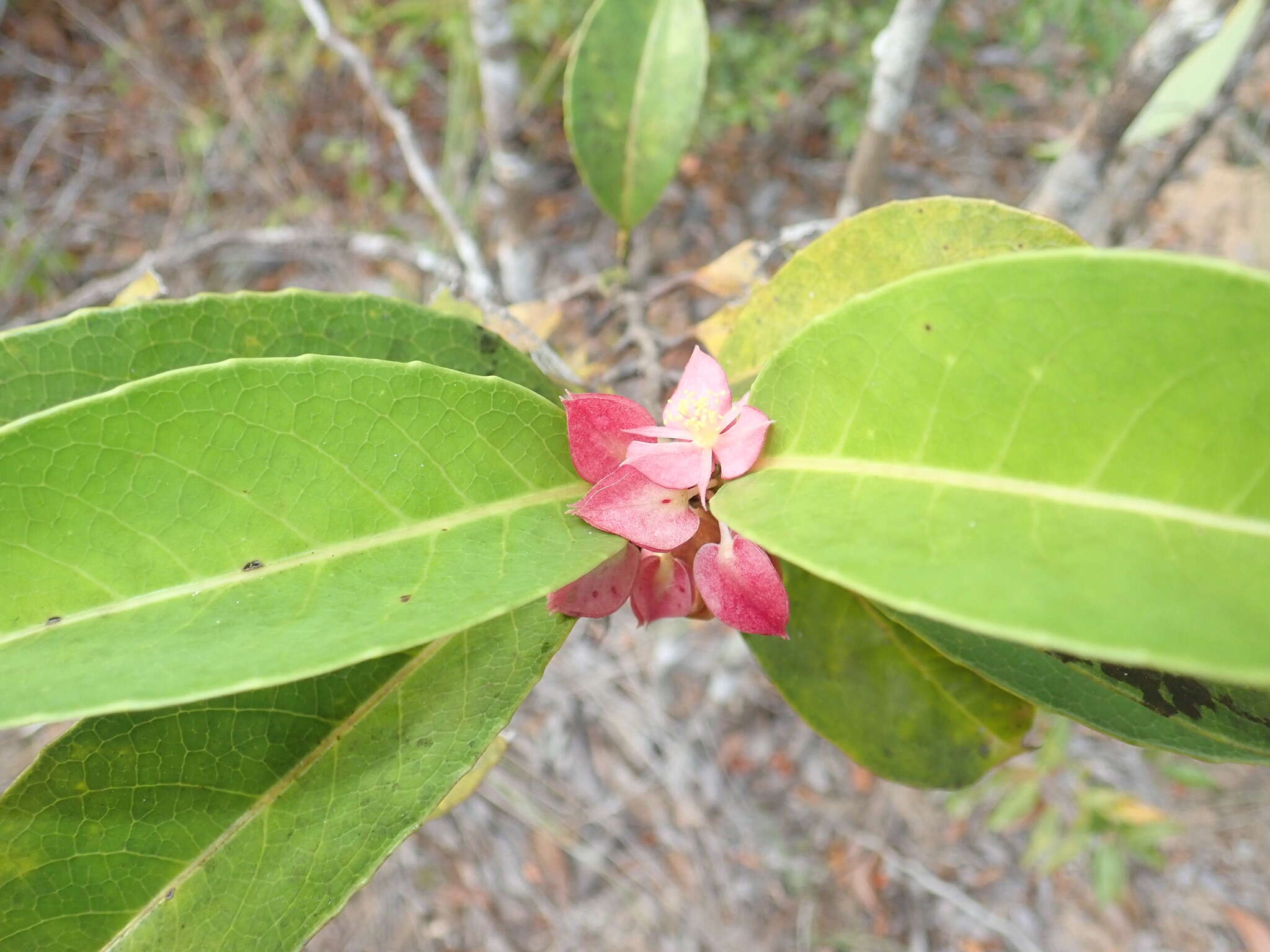 Image of Tisonia coriacea S. Elliot.