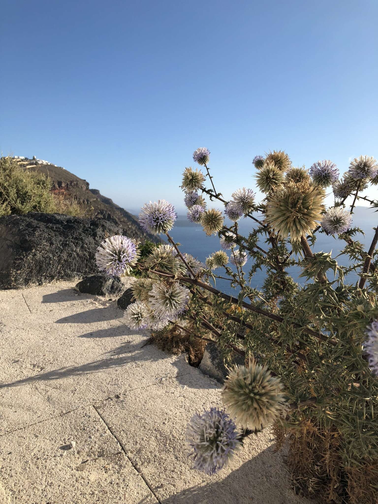 Image of Echinops spinosissimus Turra