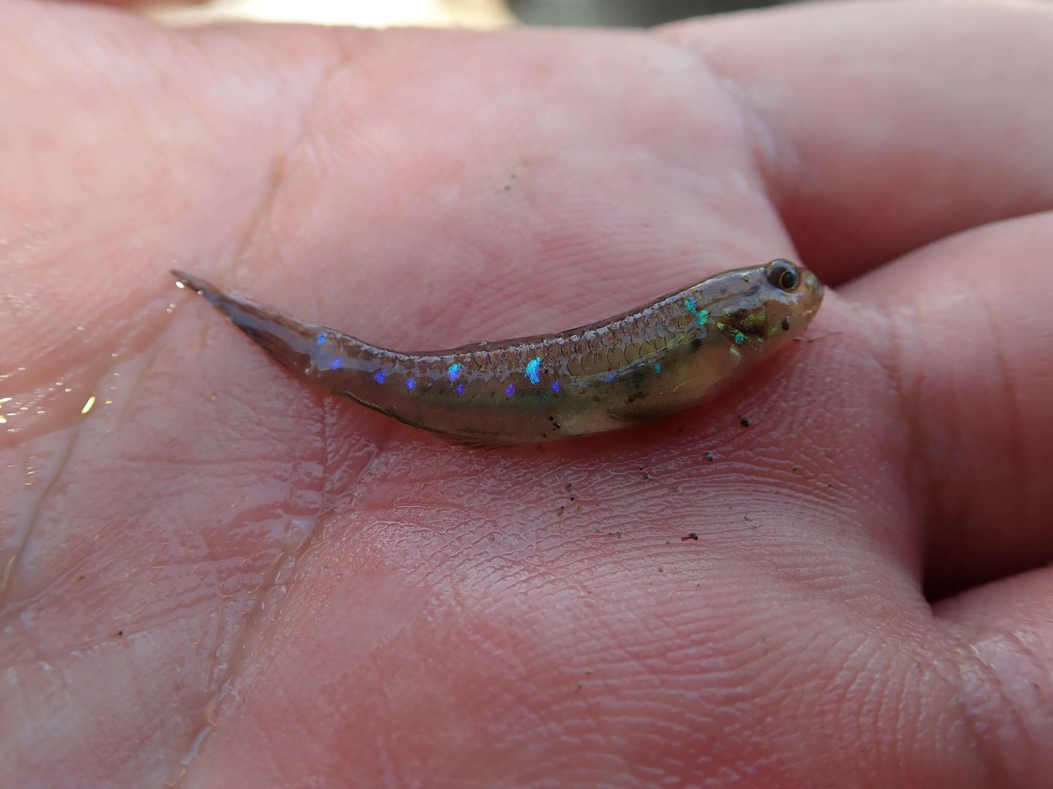 Слика од Acentrogobius viganensis (Steindachner 1893)