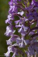 Image of Lesser purple fringed orchid