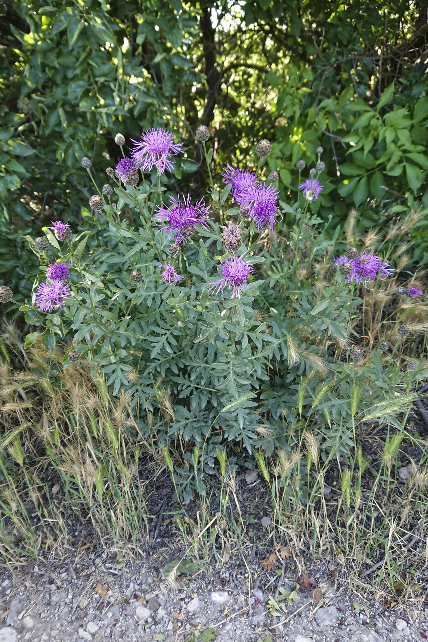 Centaurea scabiosa subsp. scabiosa的圖片