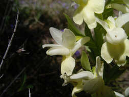 Image de Dactylorhiza insularis (Sommier) Ó. Sánchez & Herrero