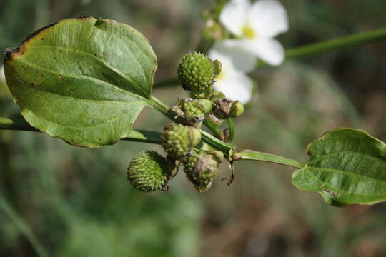 Image of creeping burhead