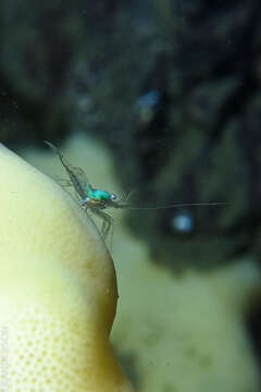 Image of sponge shrimp