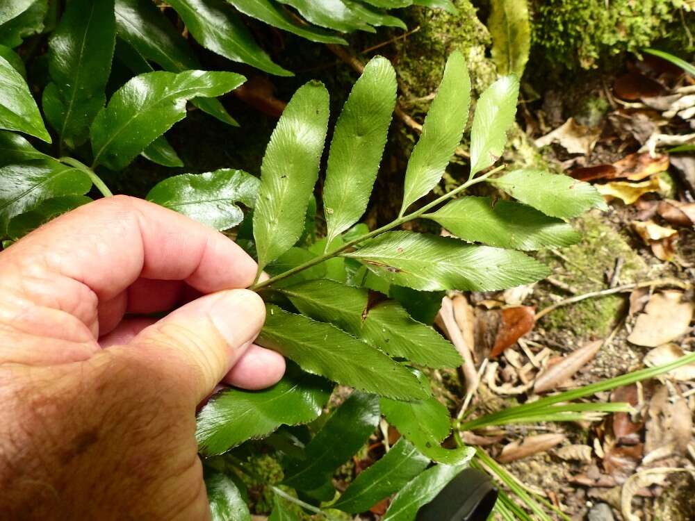 Image of Asplenium oblongifolium Col.