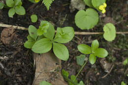 Plancia ëd Galium kamtschaticum Steller ex Schult. & Schult. fil.