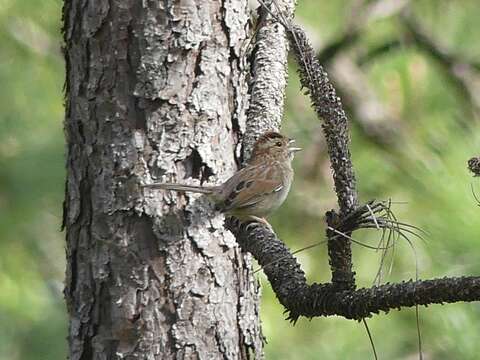 Image of Bachman's Sparrow