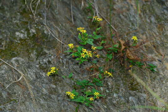 Sivun Senecio scandens var. crataegifolius (Hayata) Kitam. kuva