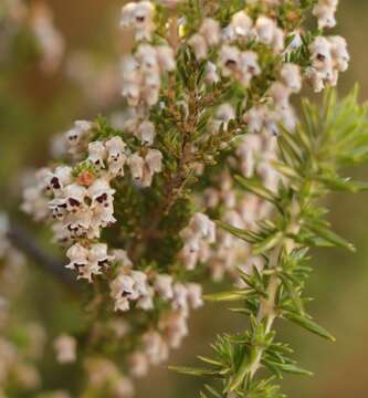 Image of Erica zwartbergensis Bolus