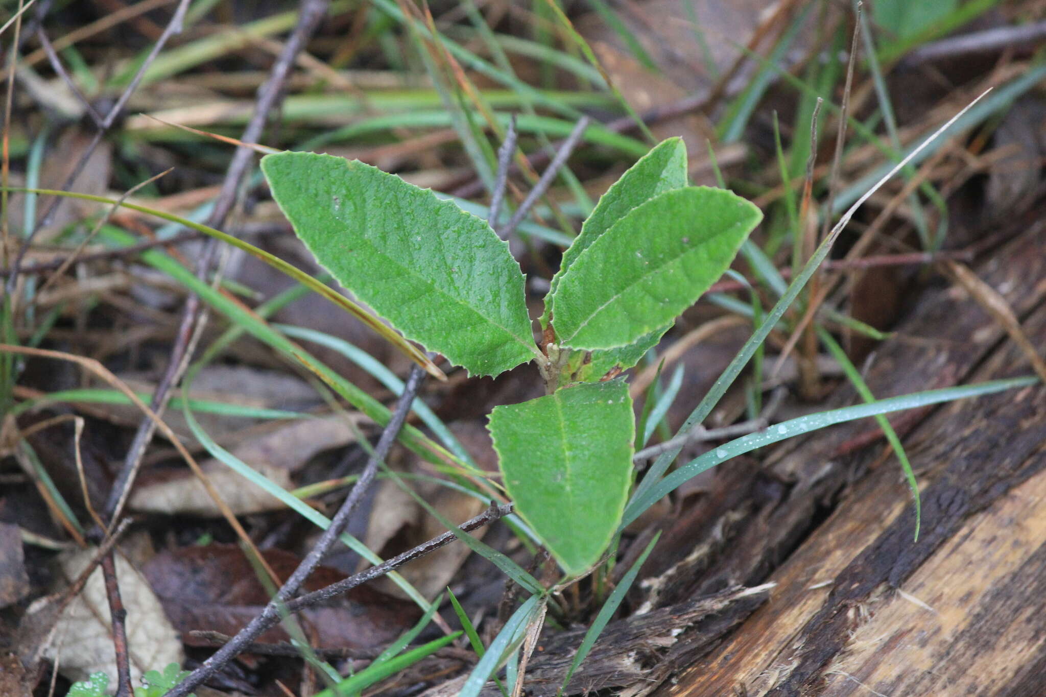 Image of mount lofty daisy-bush