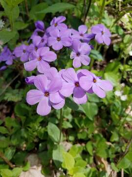 Image of creeping phlox