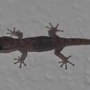 Image of Baur's Leaf-toed Gecko