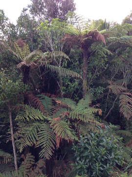 Image of Rough Tree Fern