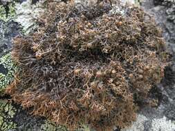 Image of fragile ball lichen