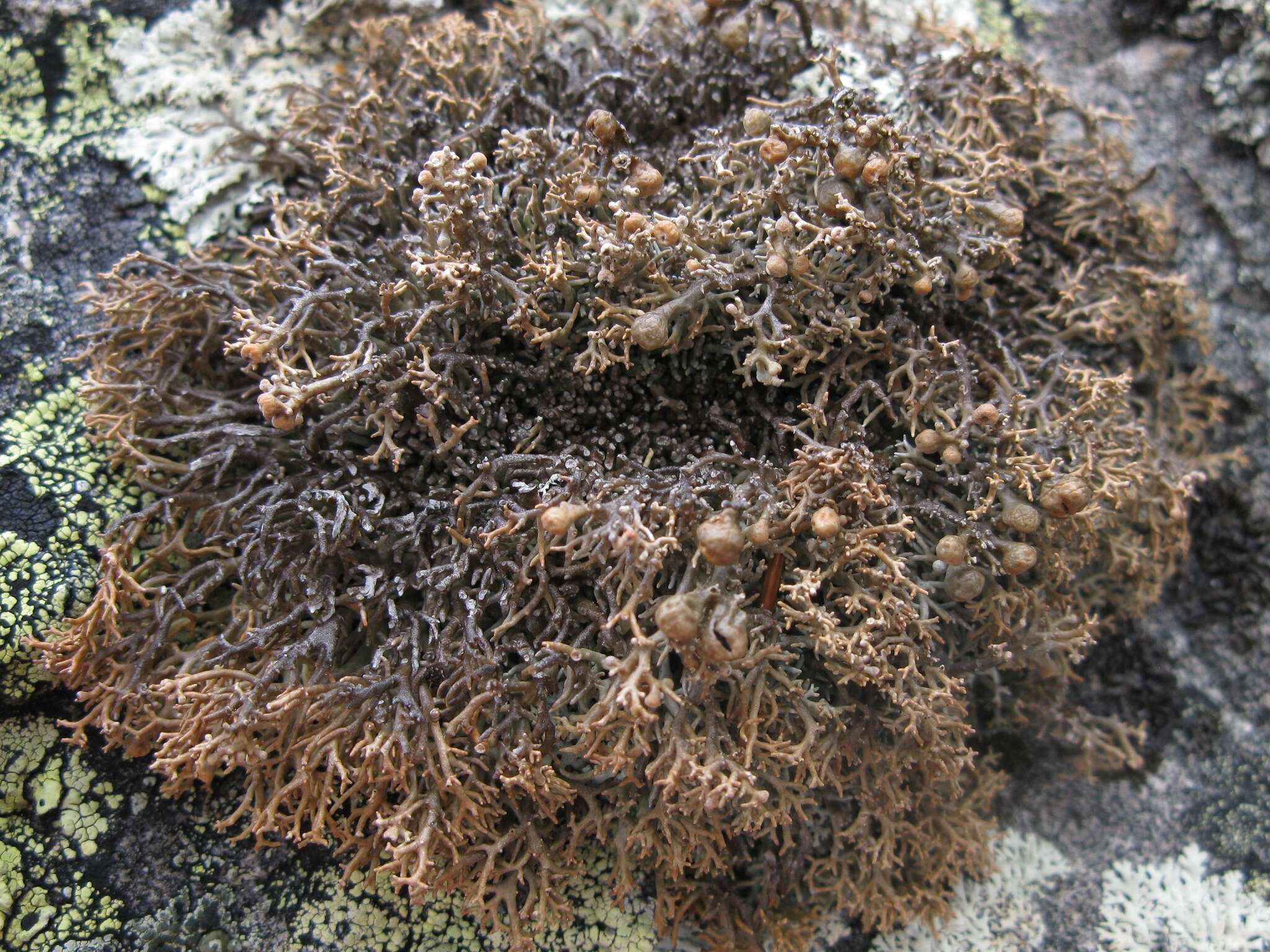 Image of fragile ball lichen