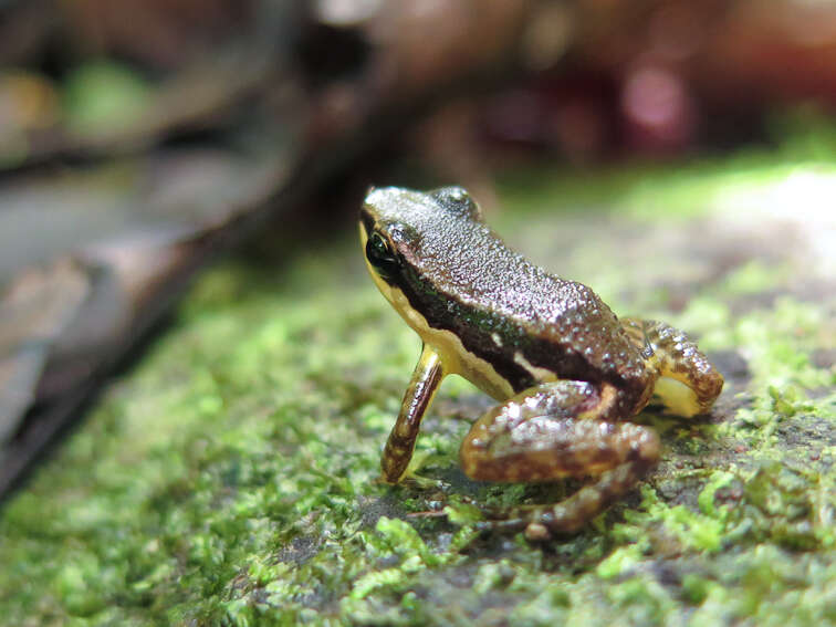 Image of Panama rocket frog