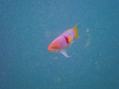 Image of Red-belted anthias