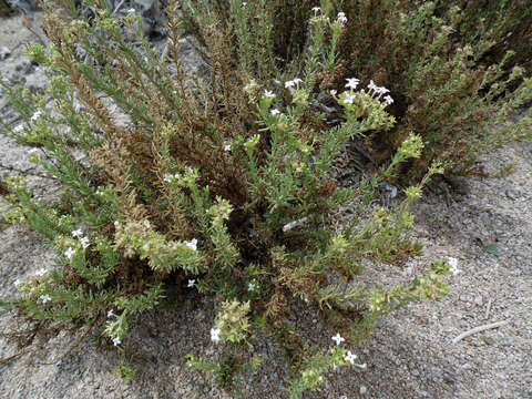 Image of Stenotis mucronata (Benth.) Terrell