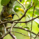 Image of Flaming Sunbird