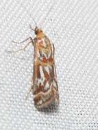 Image de Acrobasis porphyrella Duponchel 1836