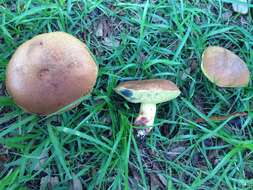 Imagem de Boletus luridellus (Murrill) Murrill 1938