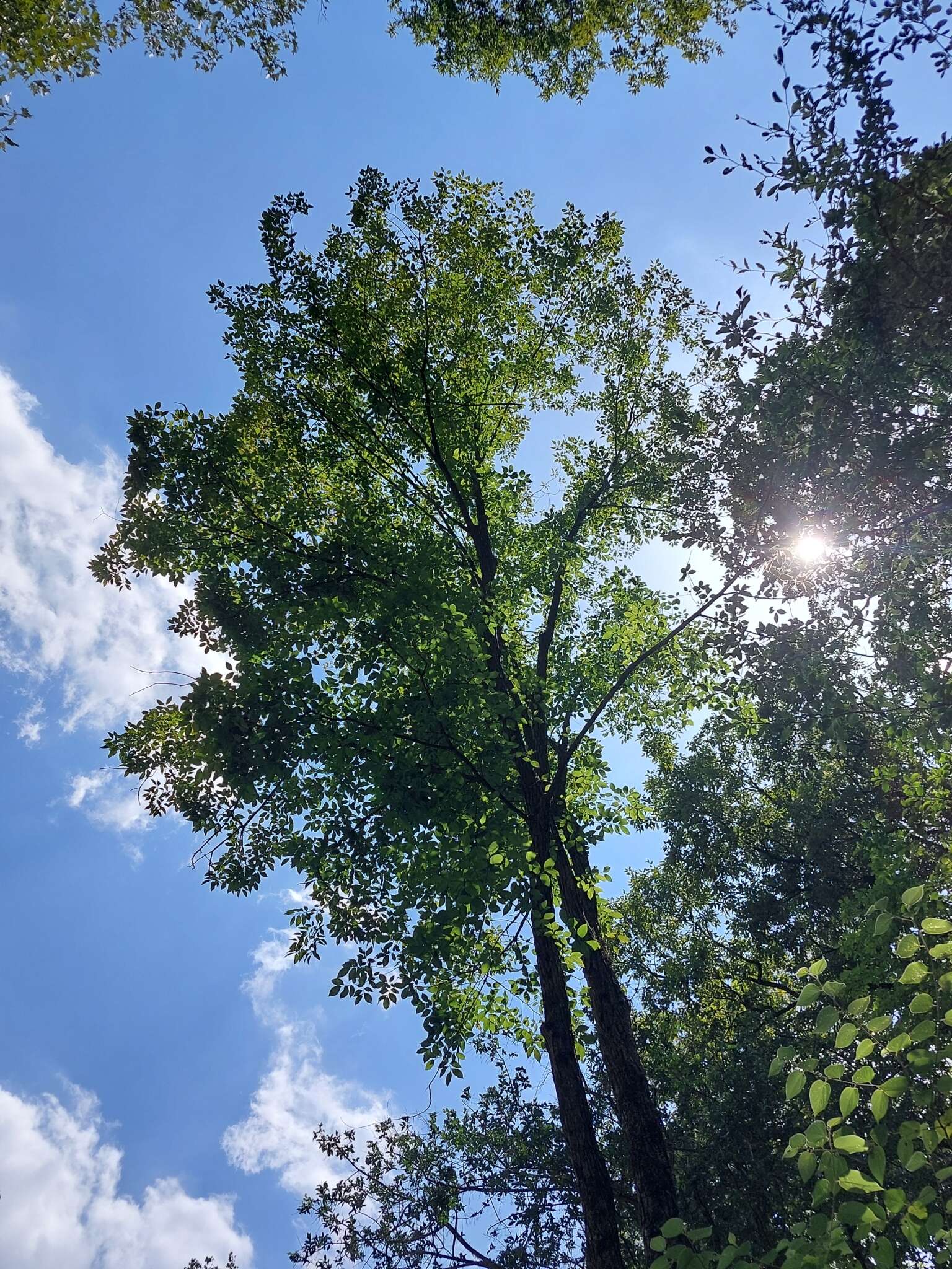 Image of September elm