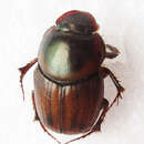 Image of Euonthophagus flavimargo (Orbigny 1902)