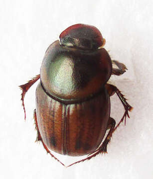 Imagem de Euonthophagus flavimargo (Orbigny 1902)