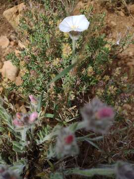 صورة Convolvulus lanuginosus Desr.