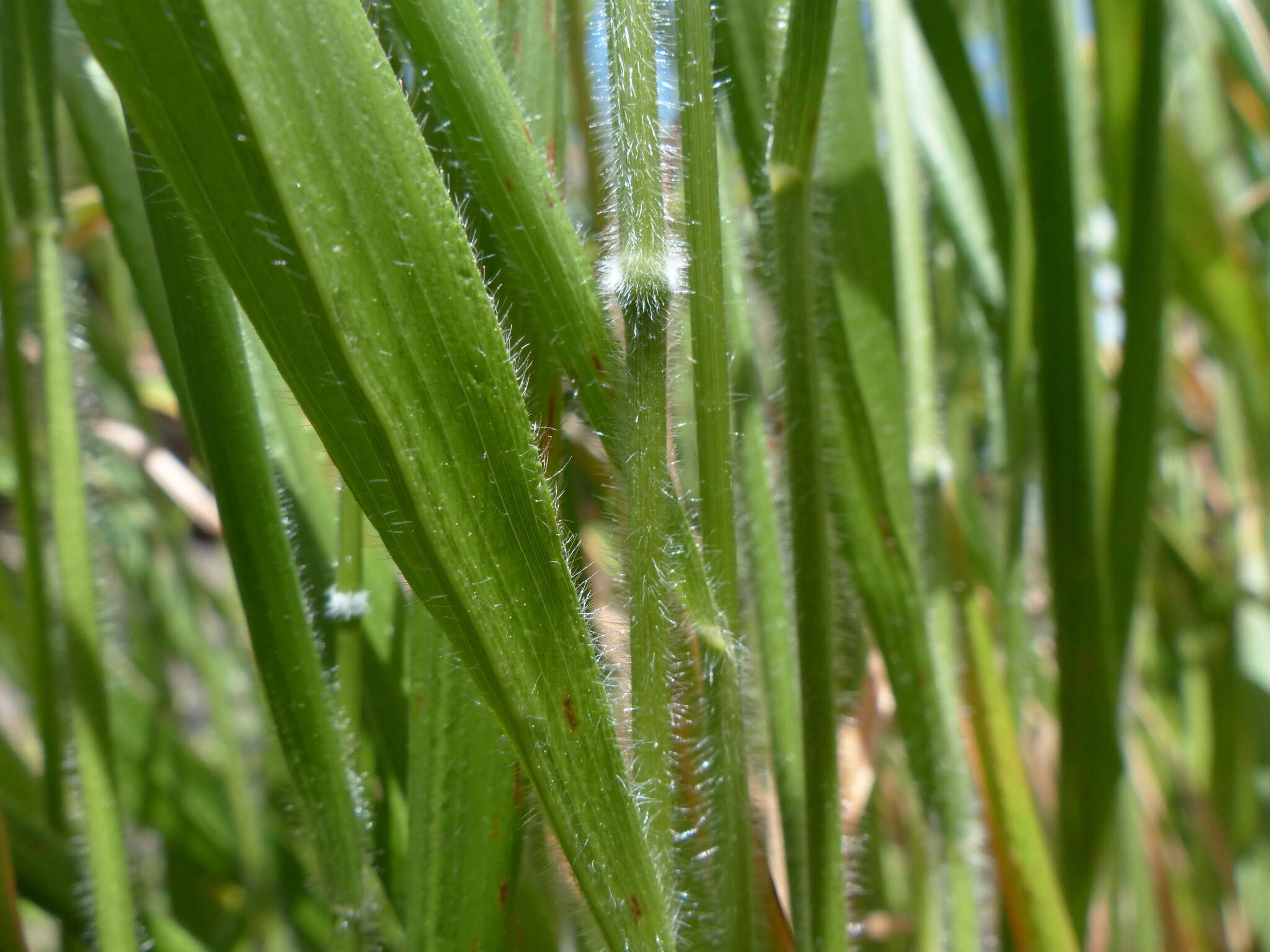 Image of false broom