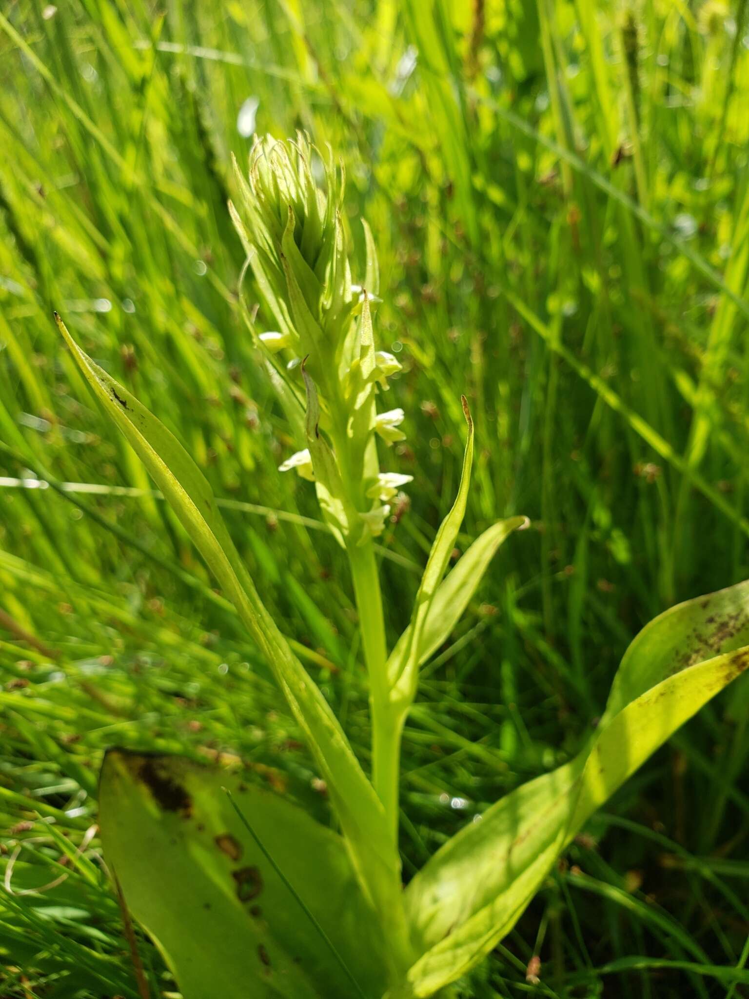 Image of palegreen orchid