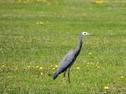 Image of Egretta novaehollandiae novaehollandiae