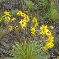 Image of Paramiflos glandulosus (Cuatrec.) Cuatrec.