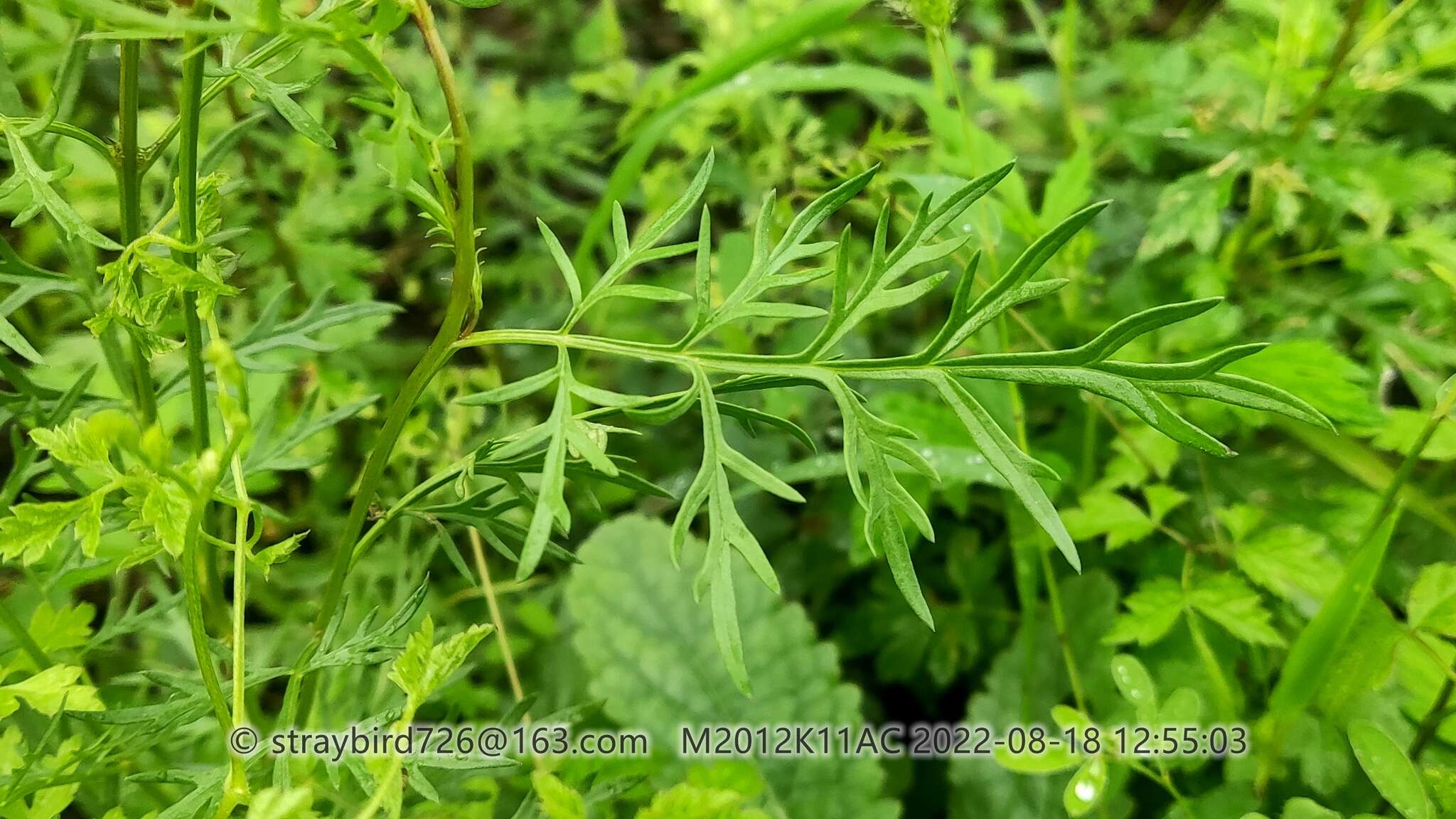 Image of Incarvillea sinensis Lam.