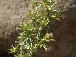 Imagem de Brickellia longifolia var. multiflora (Kellogg) A. Cronq.