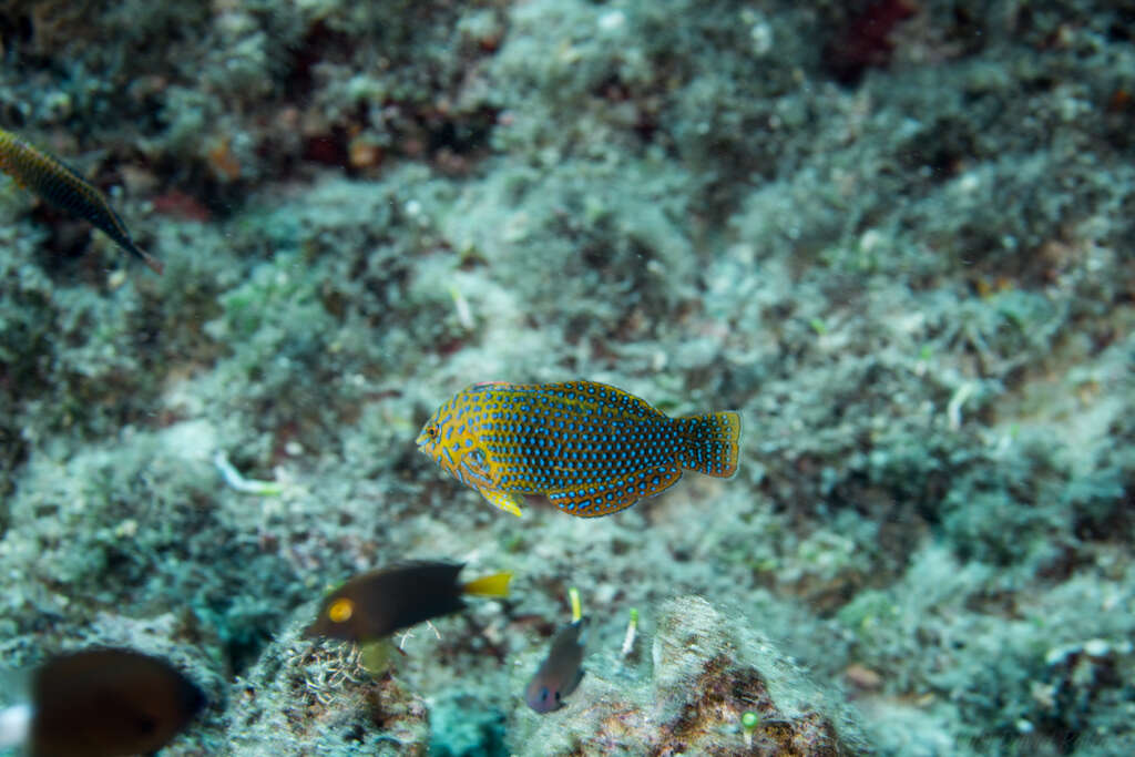 Image of Geoffroy's wrasse