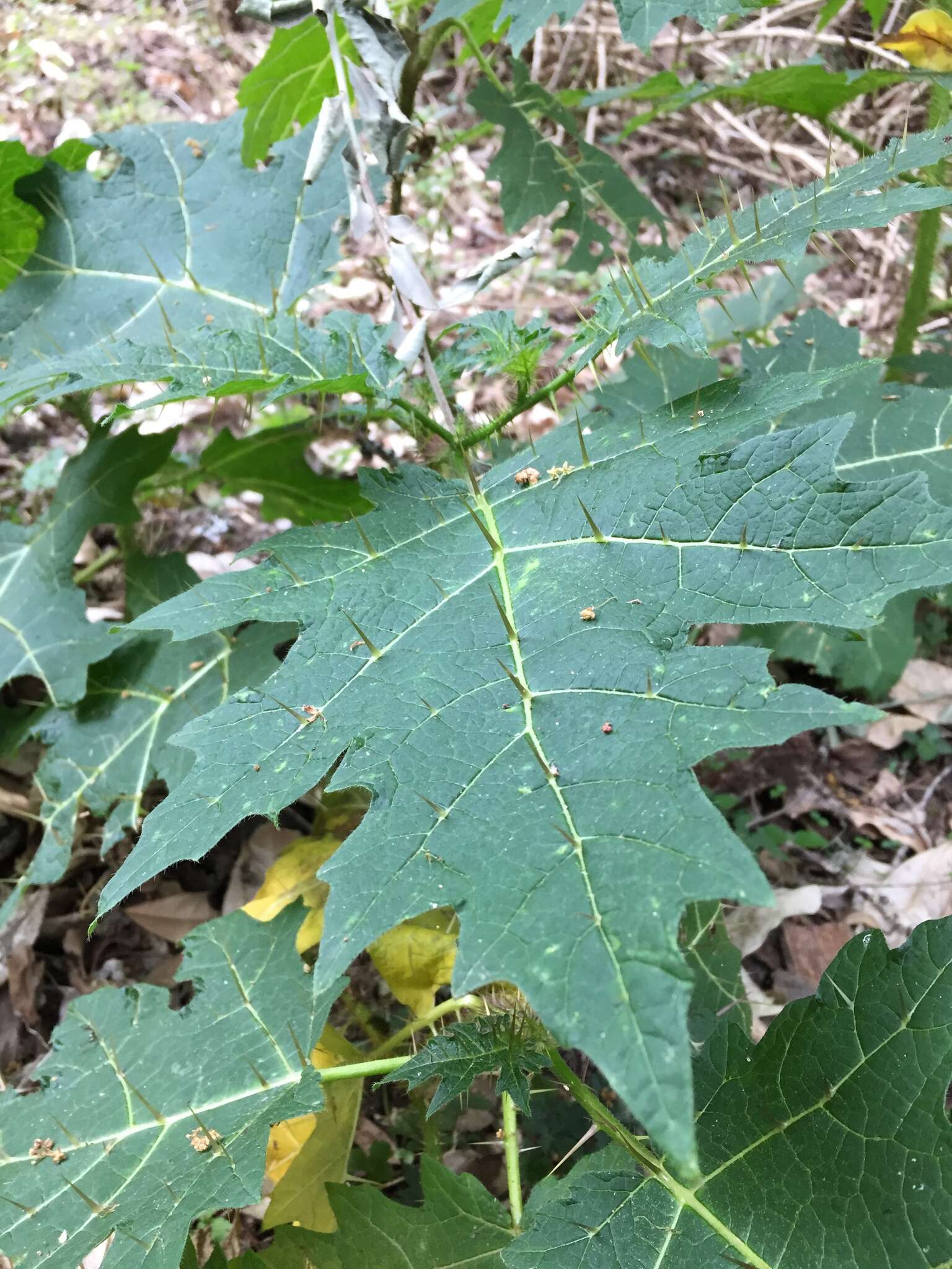 Sivun Solanum aculeatissimum Jacquin kuva