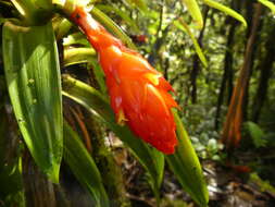 Image of Guzmania jaramilloi H. Luther