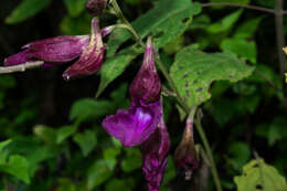 Image of Bletia purpurata A. Rich. & Galeotti