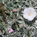 Image of Convolvulus boissieri subsp. boissieri